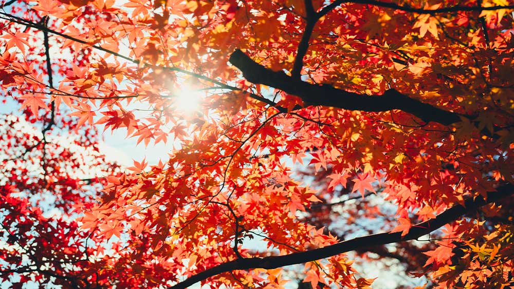 Automne